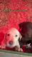 SOLD - AKC Registered American Yellow lab Male