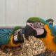 Blue and yellow macaw for sale