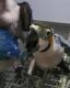 Macaws chicks for sale