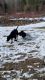 American Labrador Retrievers all black, born 10/10/23