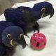 Hyacinth macaw chicks for sale