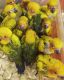 Sun conure chicks for sale