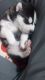siberian huskie newborn puppies