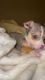 Tiny Merle Chihuahua Puppies