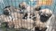 Fawn american mastiff puppies
