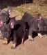 AKC registered French Bull Dogs