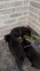 AKC Black Labrador Puppies