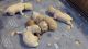 F1B Petite Toy Goldendoodle Hypoallergenic puppies