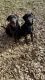 2 Labrador Retrievers- 9 months old (Brother/Sister)