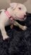 American Bully Puppies (4M, 1F) After Feb. 1st!