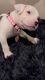 Adorable American bully pups (only 5 left. 4 Male, 1 Female)