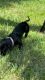 10 month old RARE black Dachshund puppy (female)