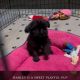Harley the Brussels Griffon