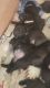 Boerboel Puppies 13 Weeks old NABBA