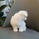 Magnificent Maltese Puppy Companion in need of a new home