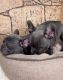 Cute Blue Frenchies For Sale