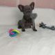 Fluffy French bulldog puppies for sale