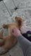 12 week old Golden Retriever Puppy for sale
