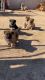 Rehoming 6 German Shepherd/American Akita Puppies