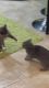 Loving home needed for 2 playful cats