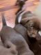 AKC Chocolate Labrador puppies