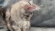 MAINE COON SILVER TORBIE GIRL PET OR BREEDING RIGHTS OHIO