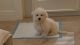 Gorgeous, Havanese female puppy for sale