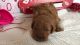 Beau our F1 Registered Red and White Cavapoo Prince