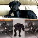 Great Dane Puppies AKC Registered