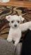 Teacup Maltese Puppies available 1st week of May 2024