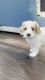 Australian Labradoodle Puppy Available right before Christmas