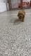 F1 Goldendoodle puppies for sale