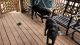 Two Black Labradors for sale+ cages.