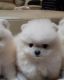 Pure White Pomeranian Puppies, Teddy bear face