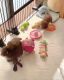 Apricot Red Toy Poodle Puppies