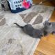 Russian Blue Kittens Available For Sale