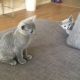 Russian Blue Kittens Seeking New Families