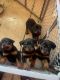 Full breed Rottweiler puppies