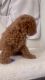 7 weeks old toy poodle