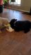 Standard F1b goldendoodle puppies need rehoming