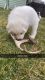 Great Pyrenees Puppies For Sale!