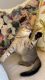 Adorable Scottish fold kitten Leo Tiger Chinchilla