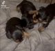 2 yorkie babies ready for there new home