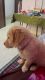 Pure Golden retriever female, 3 months old, healthy