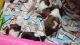 Quality Champion Lineage Shih Tzu Puppies available