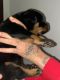 full blooded rottweiler puppies