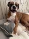 Boxer puppies For sale