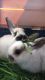 2 bonded rabbits for sale