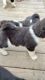 American Akita pups located in Fredericksburg va