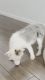 Grey/White Female Border Collie Puppy